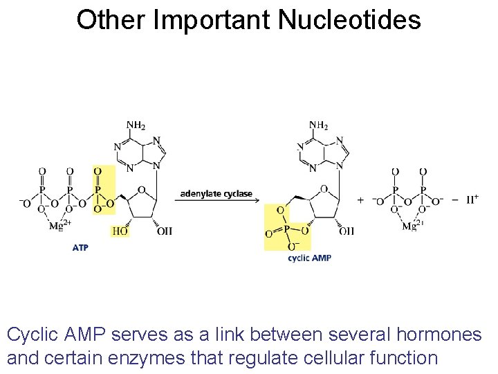 Other Important Nucleotides Cyclic AMP serves as a link between several hormones and certain