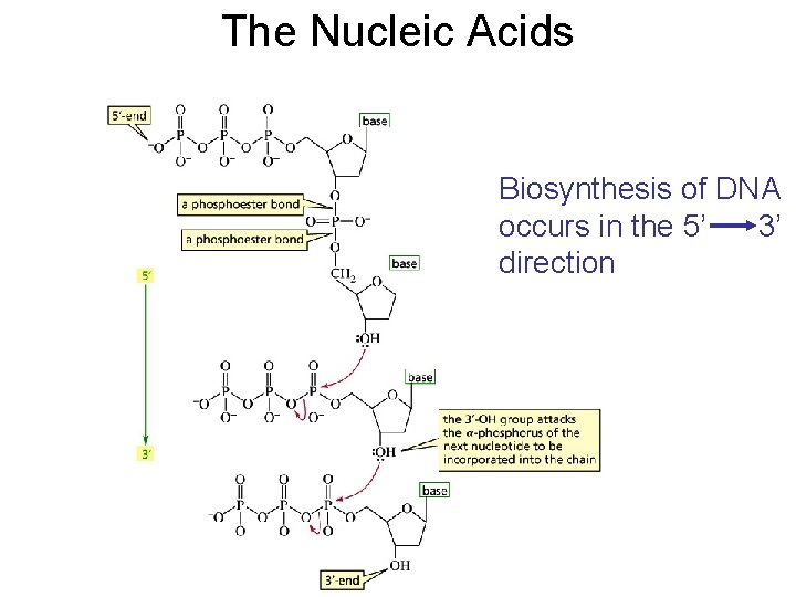 The Nucleic Acids Biosynthesis of DNA occurs in the 5’ 3’ direction 