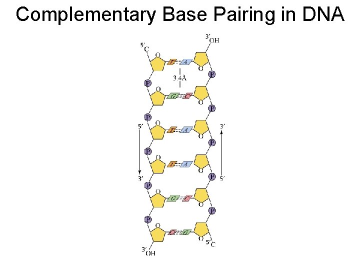 Complementary Base Pairing in DNA 
