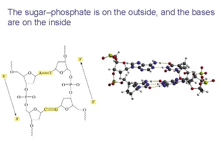 The sugar–phosphate is on the outside, and the bases are on the inside 