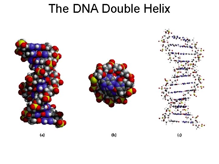 The DNA Double Helix 