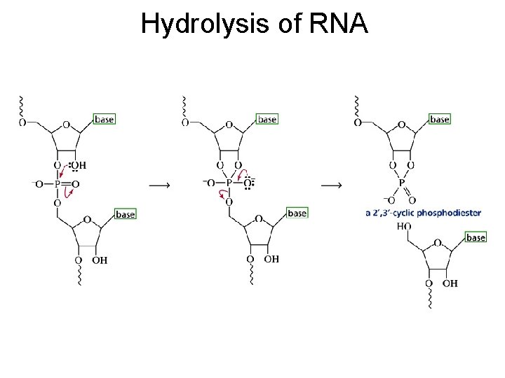 Hydrolysis of RNA 