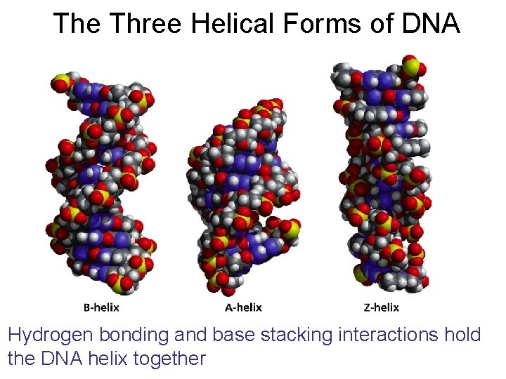 The Three Helical Forms of DNA Hydrogen bonding and base stacking interactions hold the
