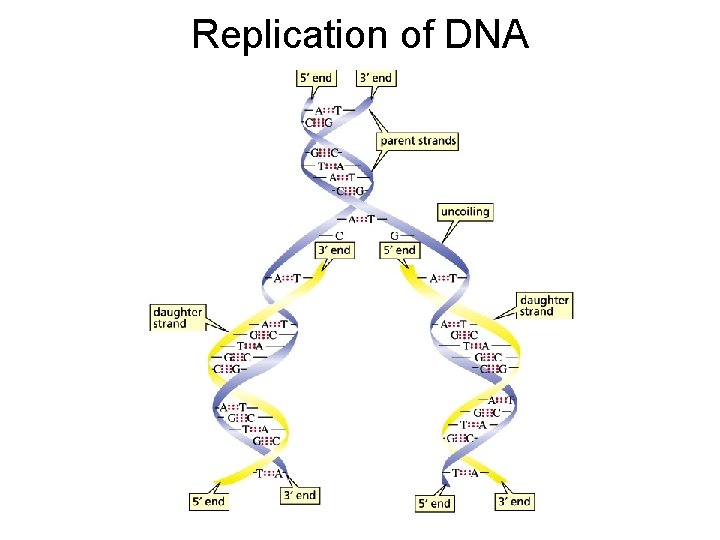 Replication of DNA 