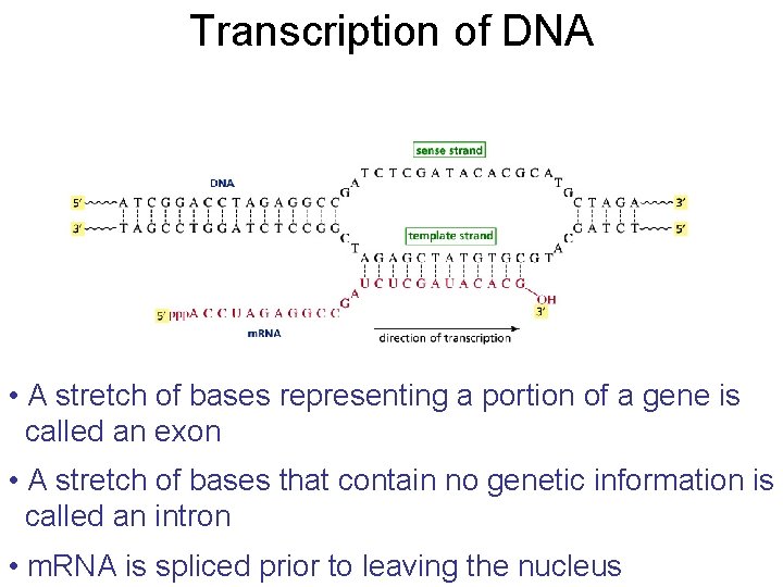 Transcription of DNA • A stretch of bases representing a portion of a gene