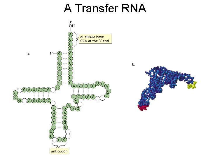 A Transfer RNA 