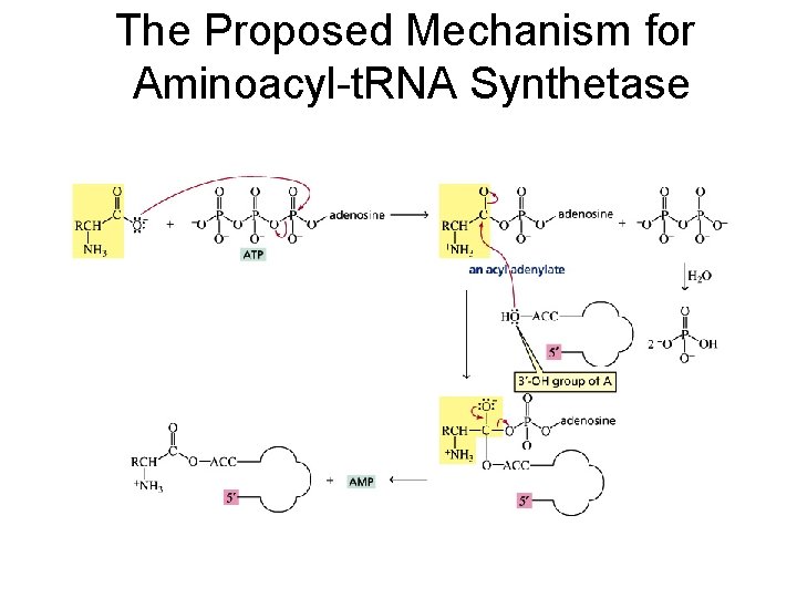 The Proposed Mechanism for Aminoacyl-t. RNA Synthetase 
