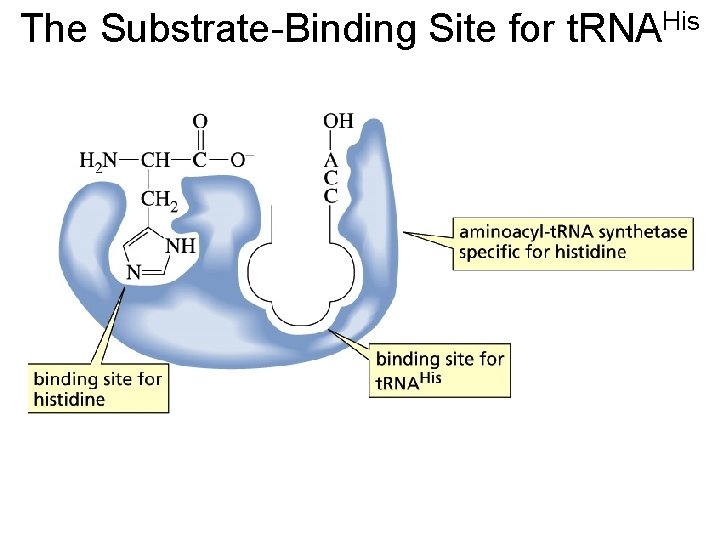 The Substrate-Binding Site for t. RNAHis 