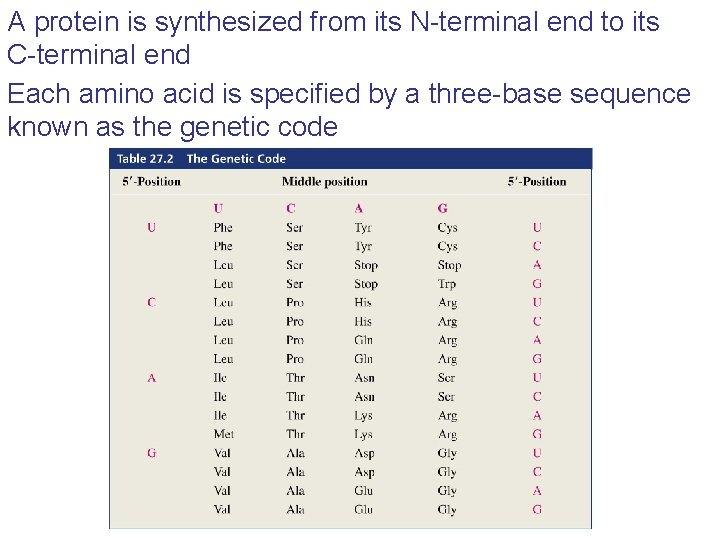 A protein is synthesized from its N-terminal end to its C-terminal end Each amino