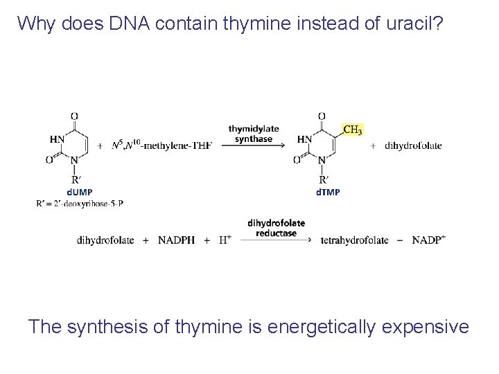 Why does DNA contain thymine instead of uracil? The synthesis of thymine is energetically