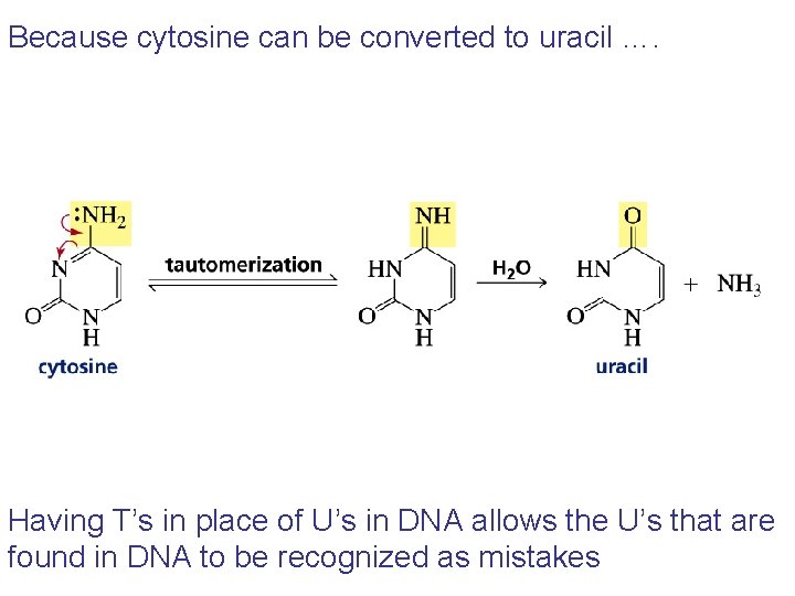 Because cytosine can be converted to uracil …. Having T’s in place of U’s