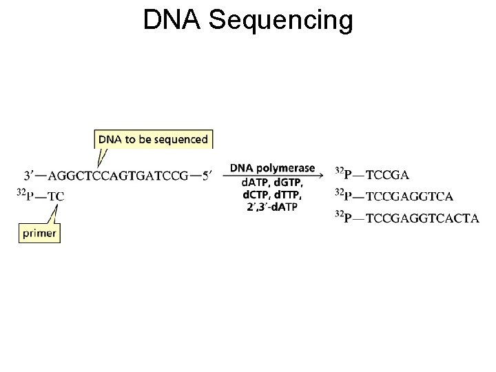 DNA Sequencing 