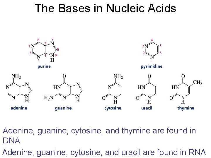 The Bases in Nucleic Acids Adenine, guanine, cytosine, and thymine are found in DNA