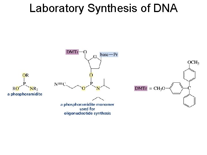 Laboratory Synthesis of DNA 