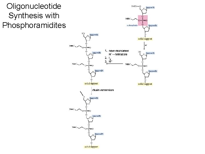 Oligonucleotide Synthesis with Phosphoramidites 