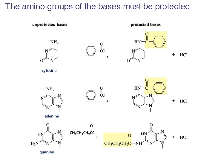 The amino groups of the bases must be protected 