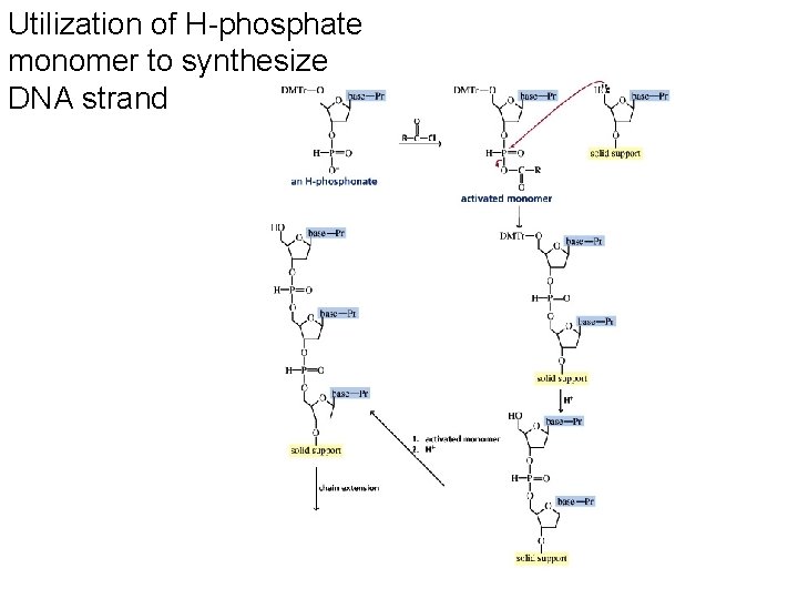 Utilization of H-phosphate monomer to synthesize DNA strand 