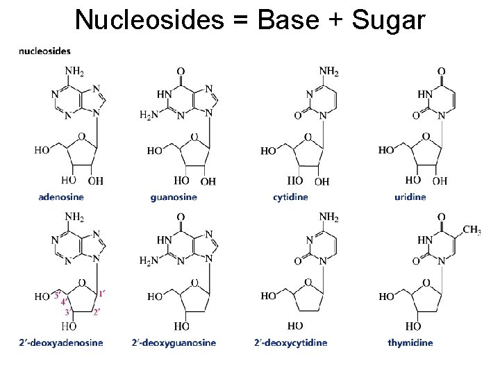 Nucleosides = Base + Sugar 