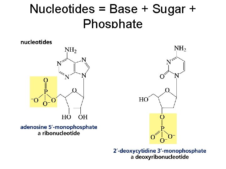 Nucleotides = Base + Sugar + Phosphate 