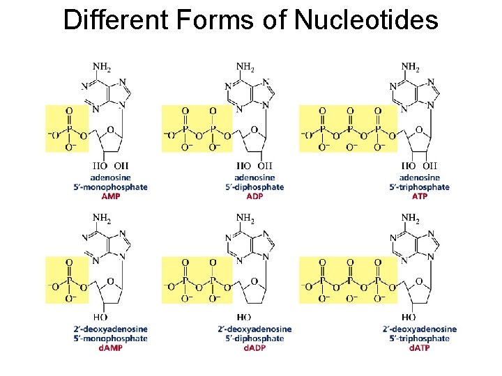 Different Forms of Nucleotides 