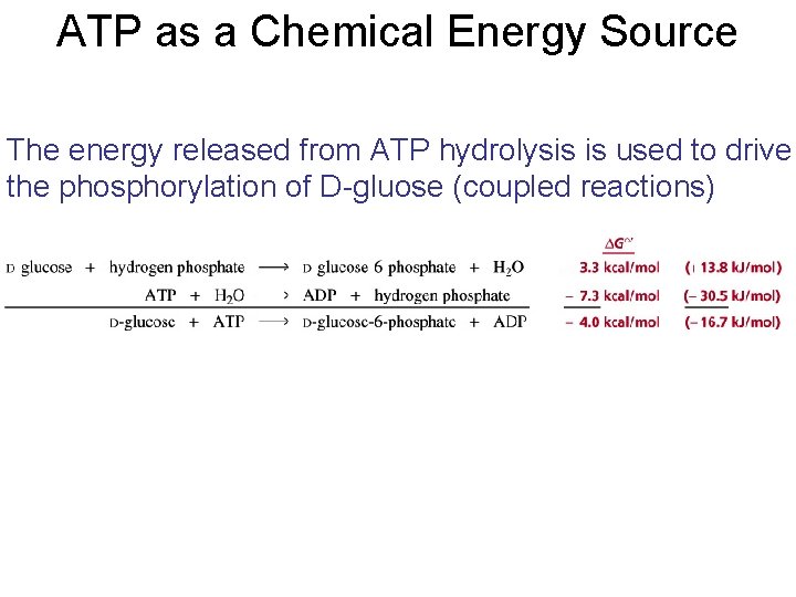 ATP as a Chemical Energy Source The energy released from ATP hydrolysis is used