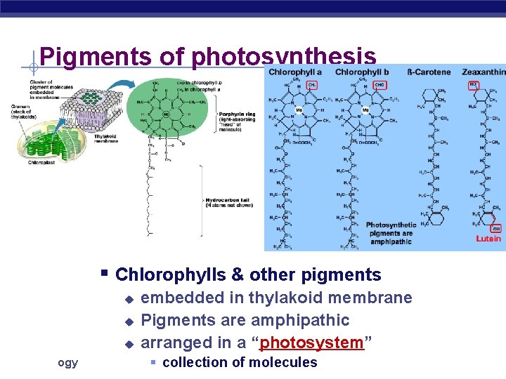 Pigments of photosynthesis § Chlorophylls & other pigments u u u AP Biology embedded