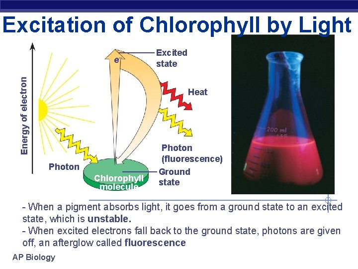 Excitation of Chlorophyll by Light Energy of electron e– Excited state Heat Photon Chlorophyll
