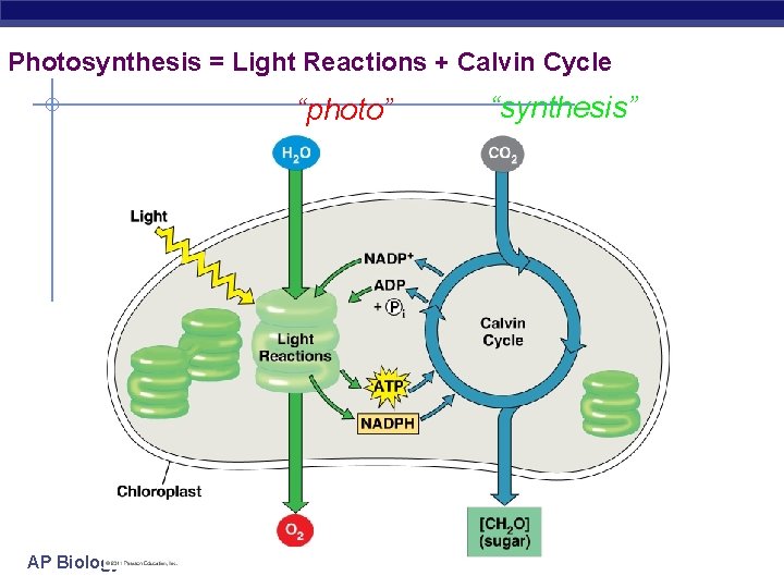 Photosynthesis = Light Reactions + Calvin Cycle “photo” AP Biology “synthesis” 