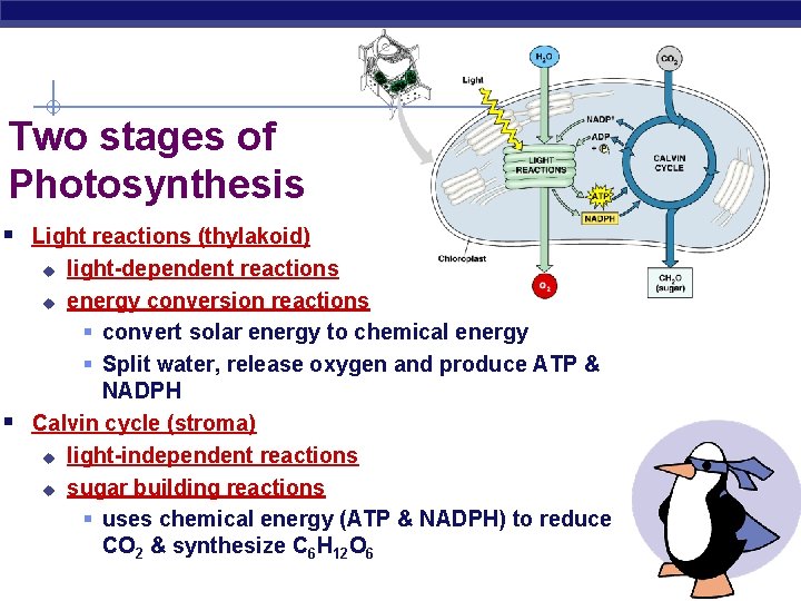 Two stages of Photosynthesis § Light reactions (thylakoid) light-dependent reactions u energy conversion reactions