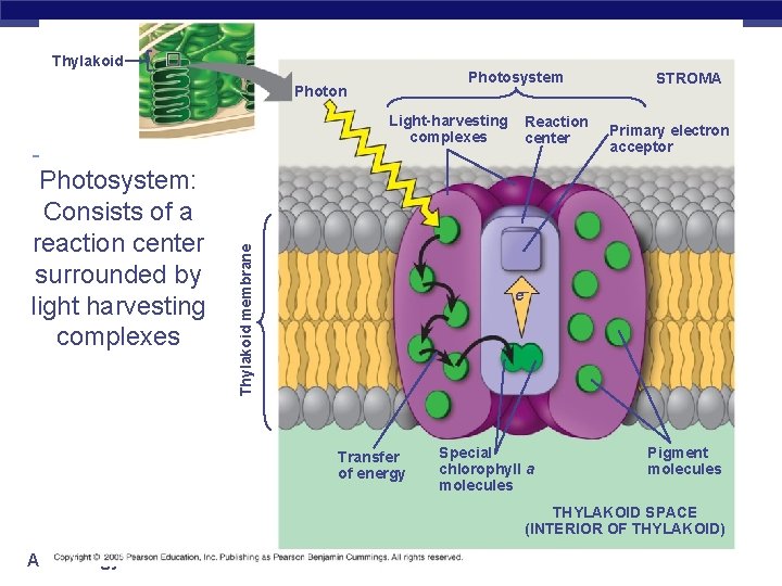 Thylakoid Photosystem Photon Photosystem: Consists of a reaction center surrounded by light harvesting complexes