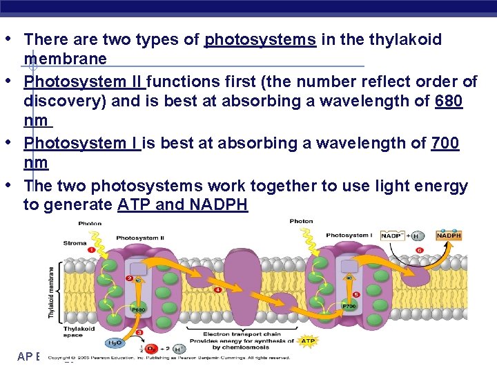  • There are two types of photosystems in the thylakoid • • •