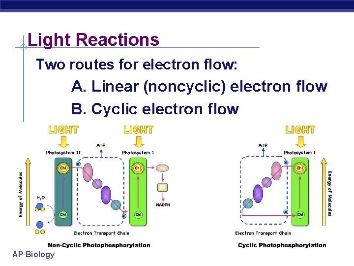 Light Reactions Two routes for electron flow: A. Linear (noncyclic) electron flow B. Cyclic