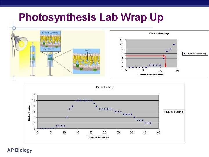 Photosynthesis Lab Wrap Up AP Biology 