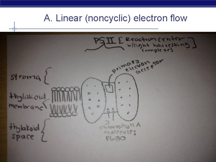 A. Linear (noncyclic) electron flow AP Biology 