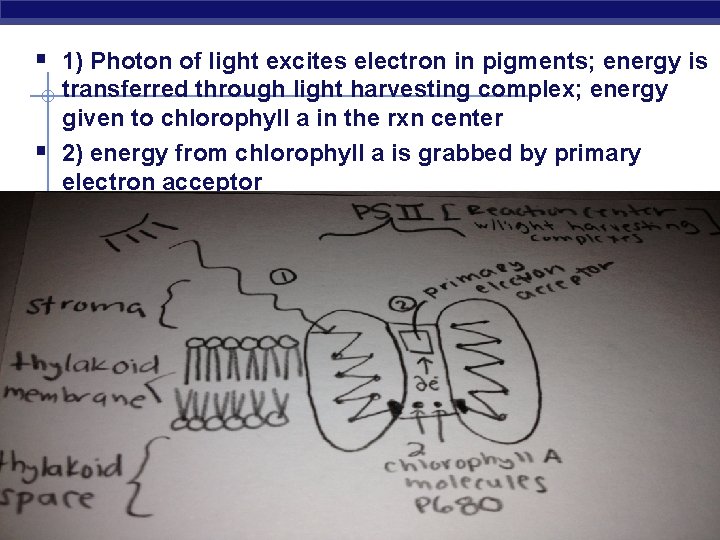 § 1) Photon of light excites electron in pigments; energy is § transferred through