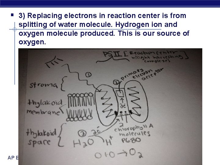§ 3) Replacing electrons in reaction center is from splitting of water molecule. Hydrogen