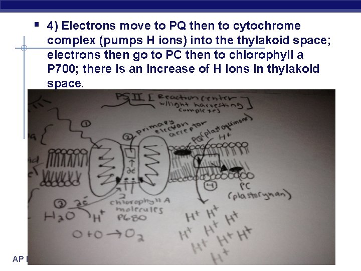 § 4) Electrons move to PQ then to cytochrome complex (pumps H ions) into
