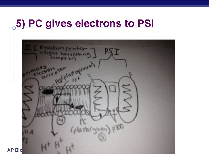 5) PC gives electrons to PSI AP Biology 
