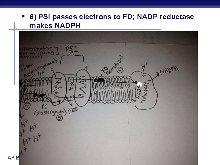 § 6) PSI passes electrons to FD; NADP reductase makes NADPH AP Biology 