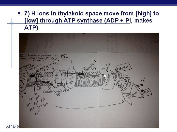 § 7) H ions in thylakoid space move from [high] to [low] through ATP