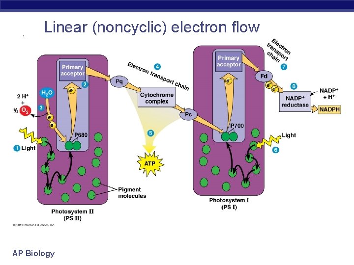 Linear (noncyclic) electron flow AP Biology 