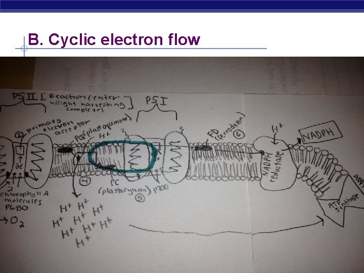 B. Cyclic electron flow AP Biology 