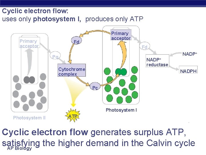 Cyclic electron flow: uses only photosystem I, produces only ATP Primary acceptor Fd Fd