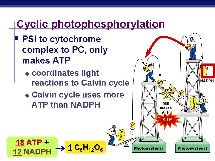 Cyclic photophosphorylation § PSI to cytochrome complex to PC, only makes ATP � coordinates