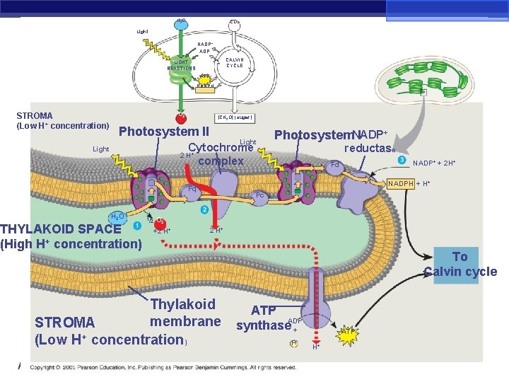H 2 O CO 2 Light NADP+ ADP CALVIN CYCLE LIGHT REACTIONS ATP NADPH