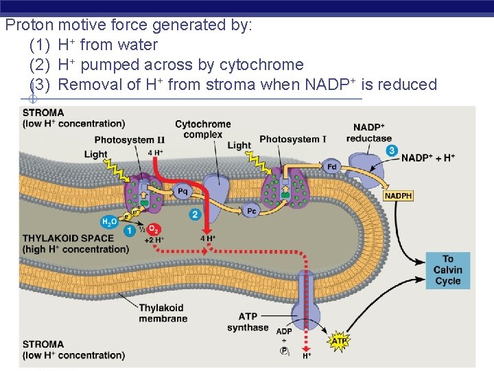 Proton motive force generated by: (1) H+ from water (2) H+ pumped across by