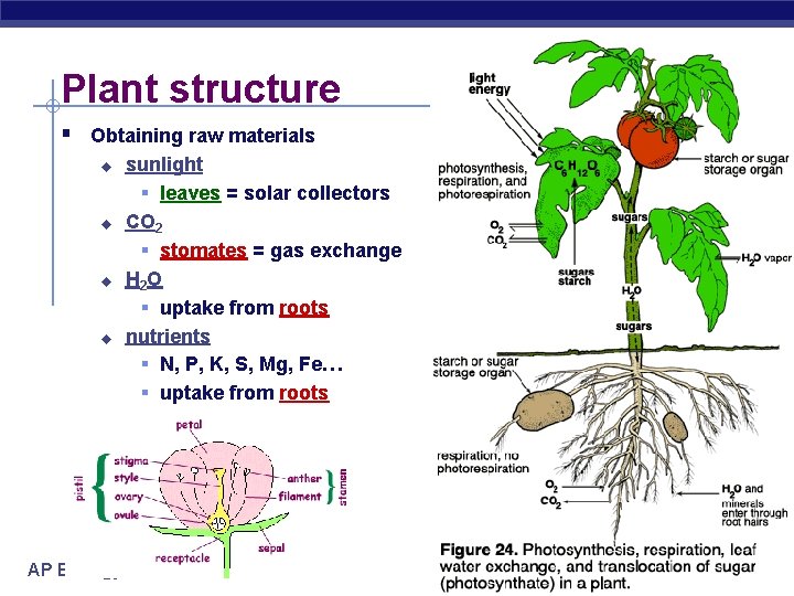 Plant structure § Obtaining raw materials u u AP Biology sunlight § leaves =