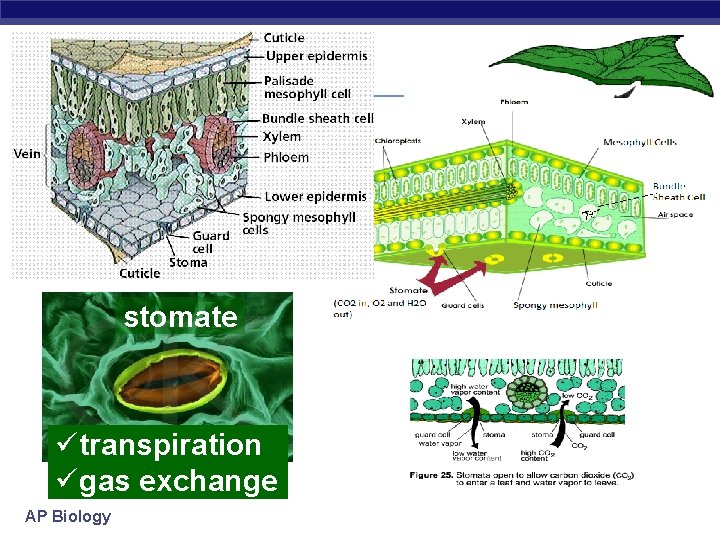 stomate ütranspiration ügas exchange AP Biology 