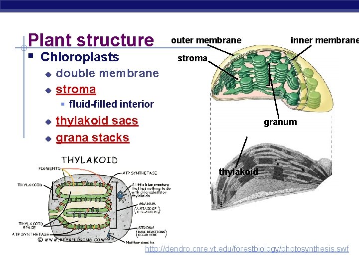 Plant structure § Chloroplasts u u outer membrane inner membrane stroma double membrane stroma