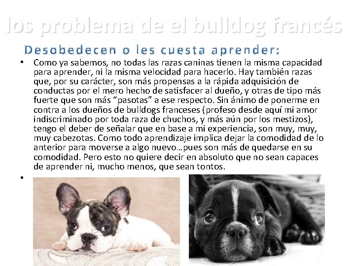 los problema de el bulldog francés • Como ya sabemos, no todas las razas